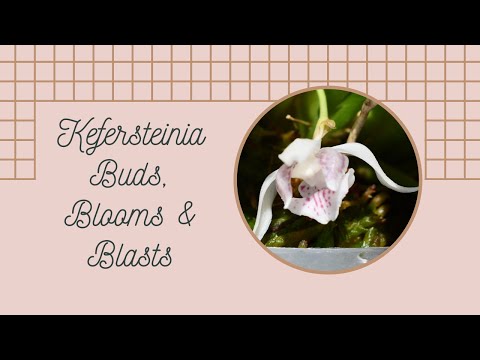 Episode 10: Kefersteinia