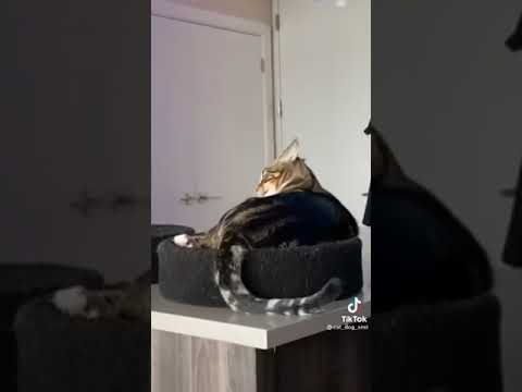 Was ist mit dieser Katze los❓😂🐱❤