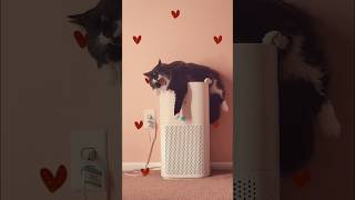 📸 100% Cats, 0% Regrets – My Camera Roll Exposed 🐾#catcontent #MeowMagic #catsofyoutube #cat #chill