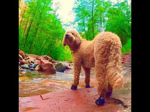 My Dogs Life! #dog #dogvideo #cutedog #shortvideo