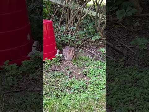 Friendly Bunny