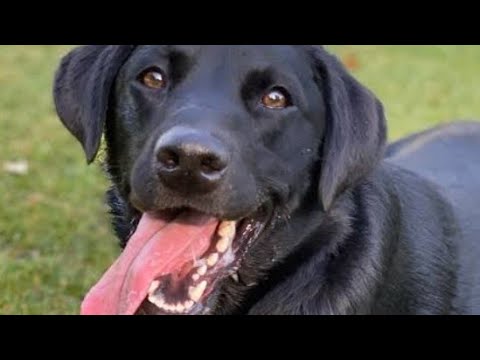 Pet dog playing with Ball#|#sheru|#शेरू का खेल|#farm|#pretty
