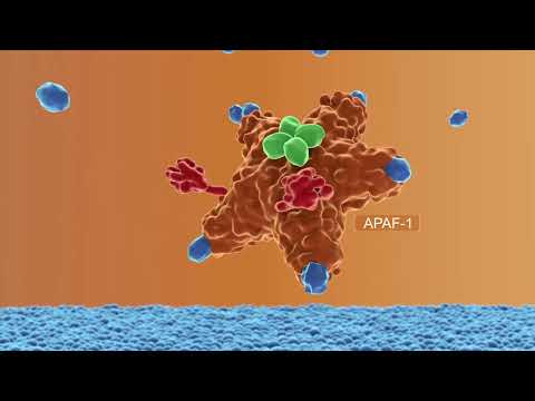 ScienceStory - AI Platform for Animation Videos