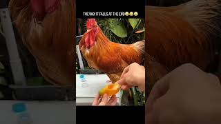Chicken wears Mango peel Shoes 🔍🐔 #petlovers #pets #dog #cat #interestingfacts #science #chicken