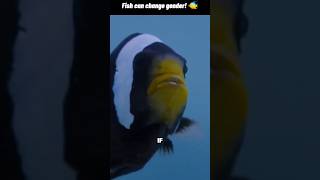 🐠 Some Fish Can Change Their Gender! #WeirdNature #MindBlowingFacts