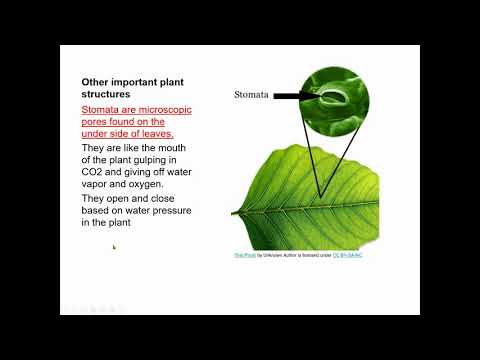 Plant cells and plant growth basics