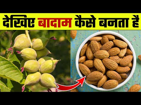 देखिए बादाम कैसे बनता है | Badam Kaise Banta Hai | Almond Cultivation Process | Wanted TV