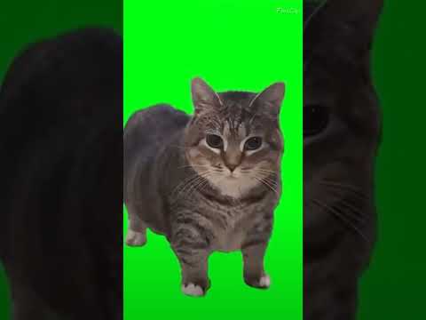 OIIA OIIA (Spinning cat) #memes #meme #funny #cat #oiiacat #shorts