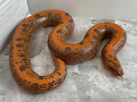 Male wide stripe het anery sand boa (B01-091922-M7)
