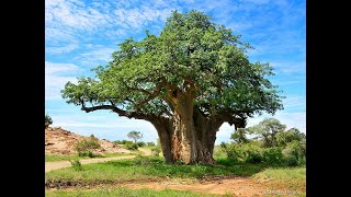 You Won’t Believe What the Baobab Tree Can Do!
