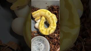 OD Sunset x Toffee pied clutch of eggs! #ballpythonmorphs #piedballpython #royalconstrictordesigns