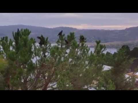 Black Galahs from the terrace @ Ski Inn Jindabyne