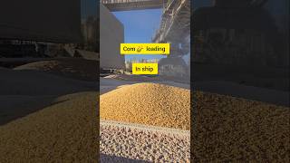 🌽 corn loading started !! Very fast loading  #shorts #merchantnavy