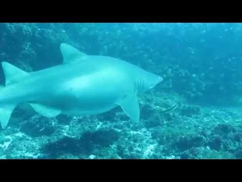 Pregnant Shark