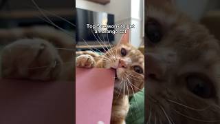5 reasons to get an orange cat 🏆