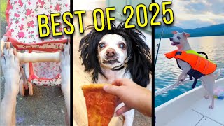Baxter’s Funniest Moments of 2025 🤣🐶 (Best Shorts Compilation)
