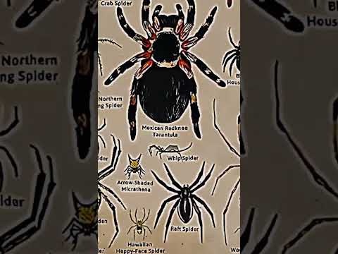 TYPES OF SPIDERS|WASP SPIDER|PART-3| #spider #creature @tseries @MrBeast