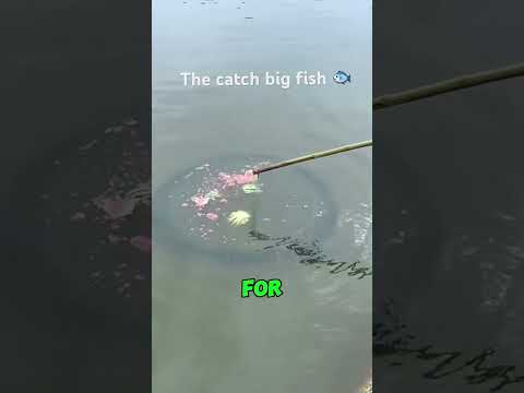 #fishing #fish #carp #carpfishing #koi