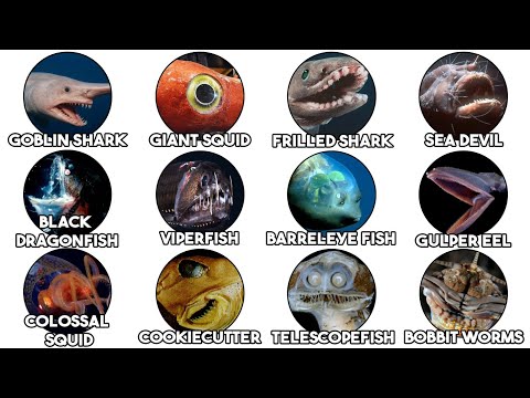 The Most Terrifying Deep Sea Creatures Explained