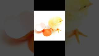 Hen or Egg || What came first? #Heligic #FirstYoutubeShort