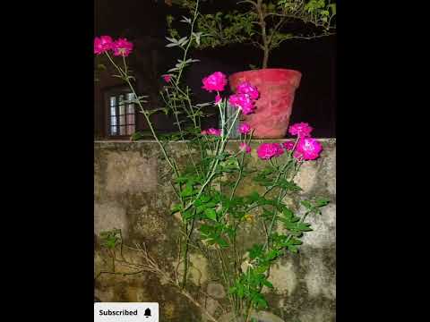 ♥️|Those who want any plants say in the comment box ||#plants #flowers #orchid #trending #shorts