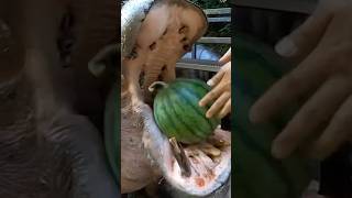 Animal Dental Fails !?