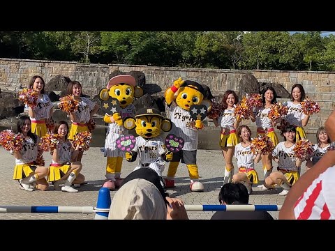 [4K] 倉敷 Tigers Girls (HOT LIMIT 披露) 阪神 チアガール