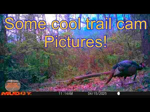 Really Cool trail cam pics.         EP.13