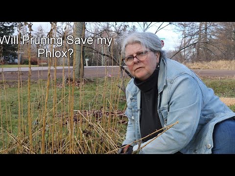 Pruning back to get rid of powdery mildew