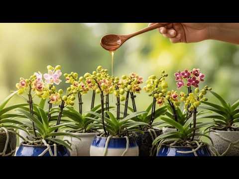 Just One Spoon Is Enough – Watch My Orchids Grow Roots and Bloom Every Day
