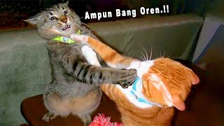 LOL 😂 10 Minute Compilation of Funny Cat Videos That Will Make You Laugh Out Loud ~ Funny Cats Ti...