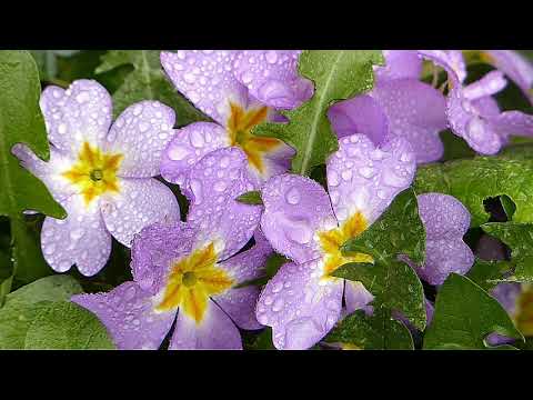 Serenade.- amazing music of Pachelbel .
