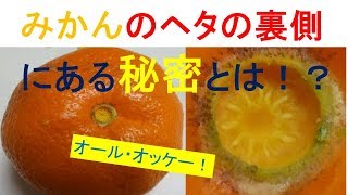 【みかんの不思議シリーズ！第二弾】をお送り致します！前回放送した【みかんの白い筋】の秘密に続き、今回の情報は【楽しさ満載】ですよ！v^^