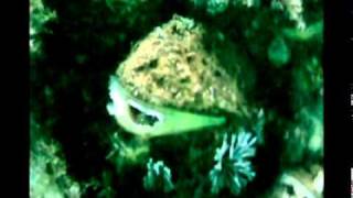 Albert Dock Sealife