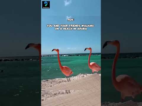 Aruba is beautiful. #aruba #arubaisland #onehappyisland #flamingo #pinkflamingo #shorts