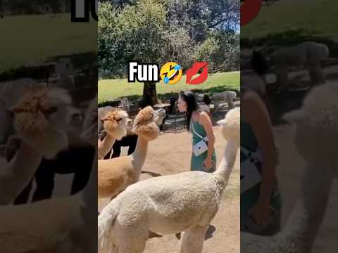 Try not to Laugh, funny video😅🤣 #animals #funnyanimals #funny #funnyshorts #shorts #viralvideo #fun