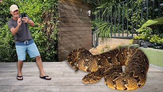 Deadly Snake in the Yard