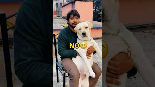 Pogo Ab Nahi Rhega😢😢 #vlog #minivlog #shorts #dog