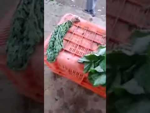 நீங்கள் கீரை விரும்பியா இந்த வீடியோவை பாருங்கள