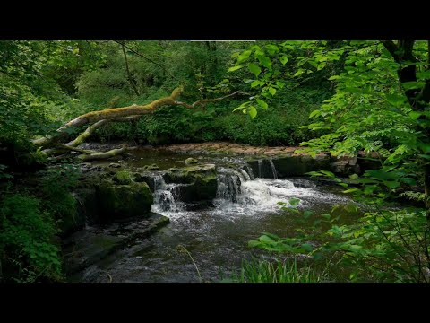 Calming Mountain Stream & Bird Sounds – White Noise for Deep Sleep | Nature’s Lullaby 🌿💤