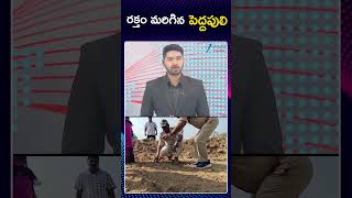 Tiger Hulchal In Siddipet District Live Updates | Telangana | రక్తం మరిగిన పెద్దపులి | ZEETeluguNews