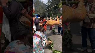 Sikkimese Marriage ceremony | Traditional Marriage #shorts #viral #ceremony