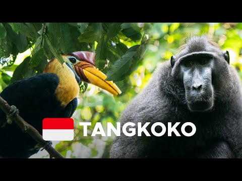 Tangkoko Nature Reserve: more jungle creatures than I’ve ever seen!