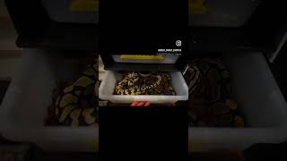 Ball Python Breeding #royalpythons #ballpythons #breeding #livefeeding #boaconstrictor #reptiles