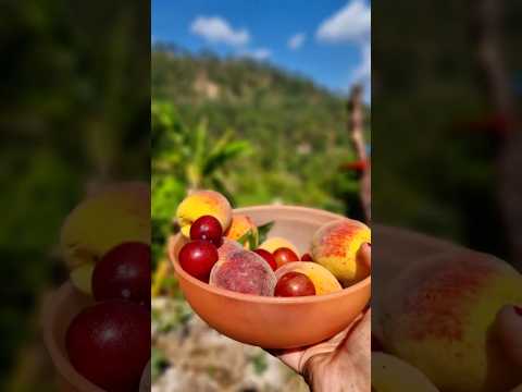 "These fruits didn’t come from a store… they pay rent in my backyard!"😄🤭 #shorts #ytshorts #youtube