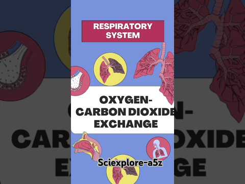 Respiratory system-Oxygen and carbon dioxide exchange. Exchange of oxygen and carbon dioxide.#shorts