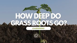 How Deep Do Grass Roots Go?