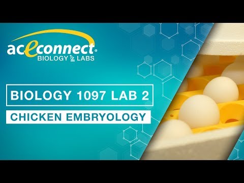 Biology 1097 Lab 2 || Chicken Embryology