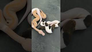 Coral Glow Suma Pied Clutch! #ballpythonmorphs #piedballpython