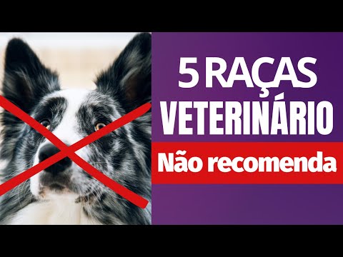 5 RAÇAS DE CACHORRO QUE VETERINÁRIO NÃO RECOMENDA